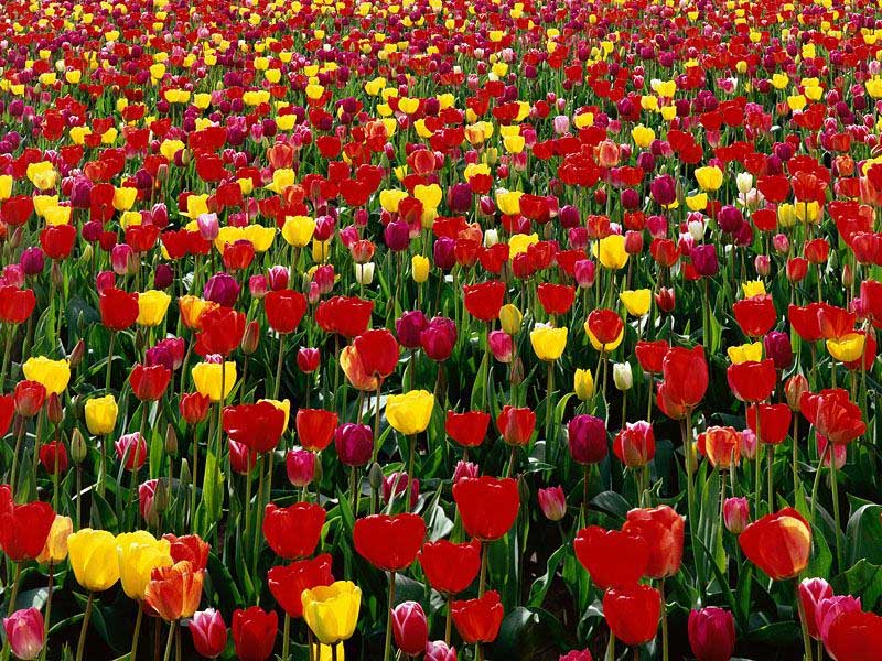 Хотелка - Страница 2 Tulips_of_Skagit_Valley_Washington