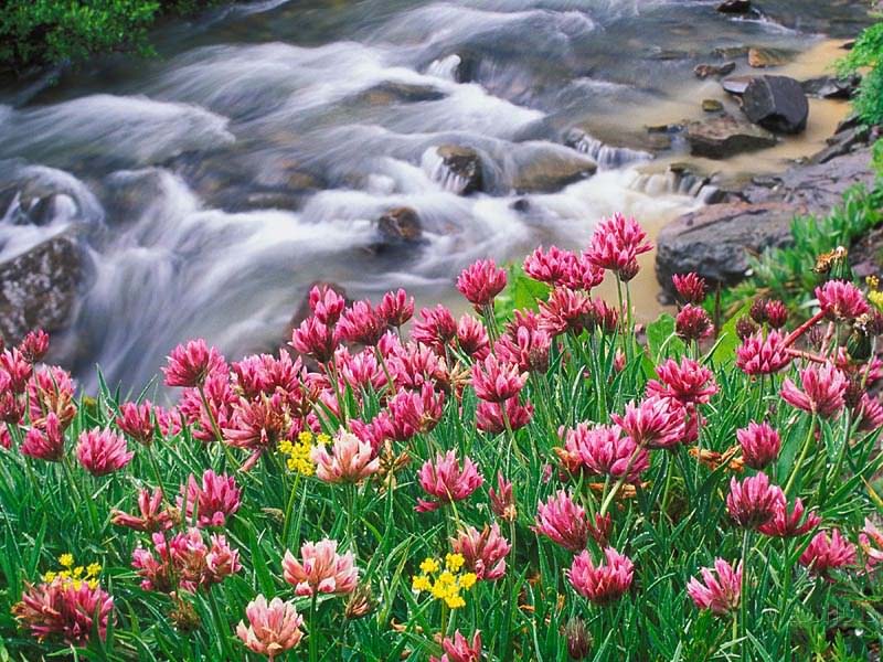 http://downloads13.narod.ru/Pictures/pic_18NE/Parry_Clover_and_Trifolium_Parryi_Colorado.jpg